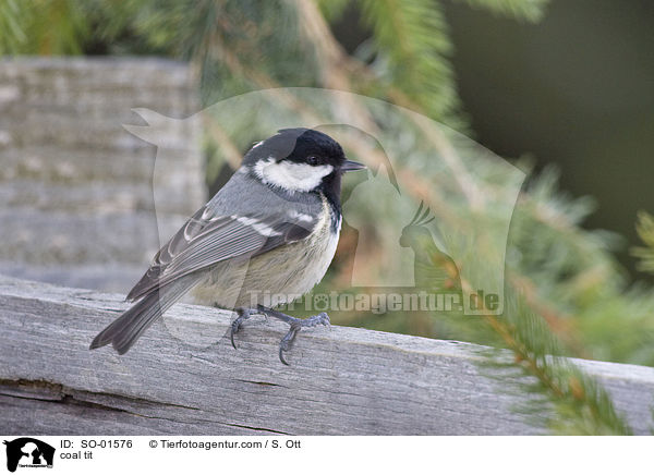 coal tit / SO-01576