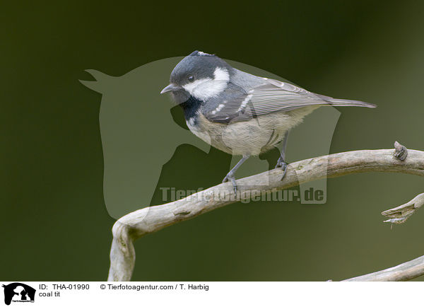 coal tit / THA-01990