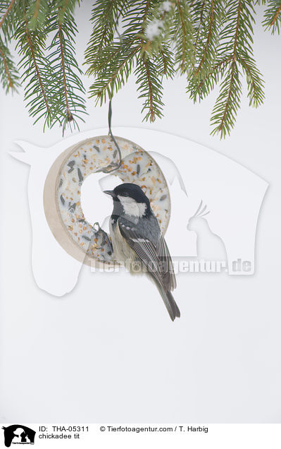 Tannenmeise / chickadee tit / THA-05311