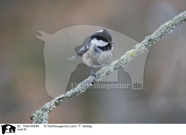 coal tit / THA-05894