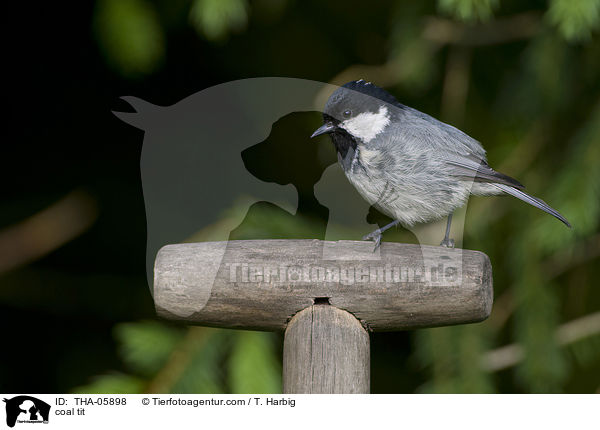 coal tit / THA-05898