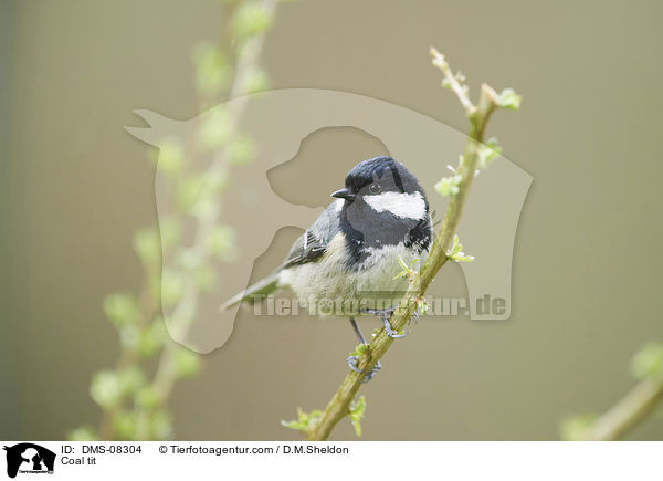 Tannenmeise / Coal tit / DMS-08304