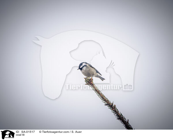 coal tit / SA-01517