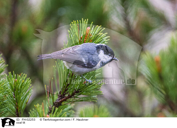 coal tit / FH-02253