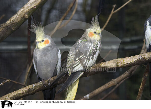 Nymphensittiche / Cockatiel / SST-01417