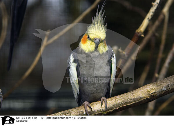 Cockatiel / SST-01419
