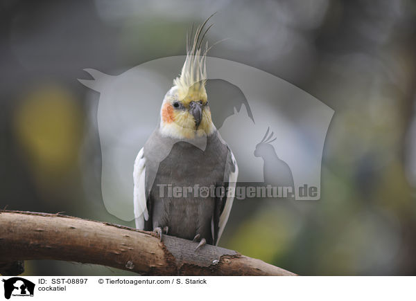 cockatiel / SST-08897