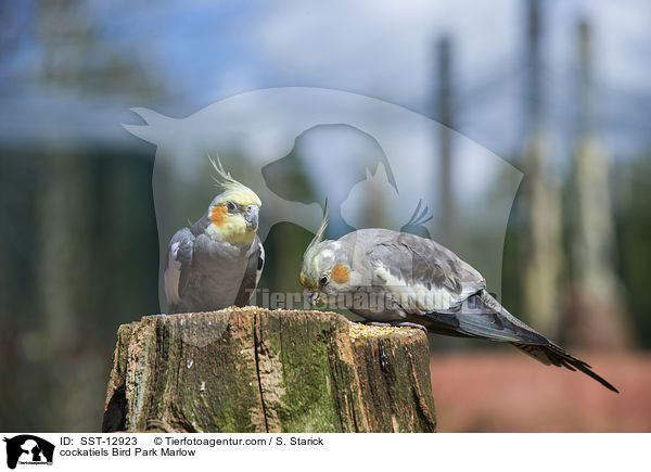 Nymphensittiche Vogelpark Marlow / cockatiels Bird Park Marlow / SST-12923