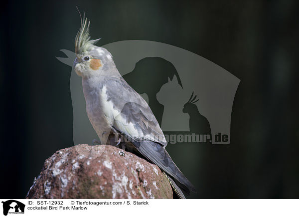 Nymphensittich Vogelpark Marlow / cockatiel Bird Park Marlow / SST-12932