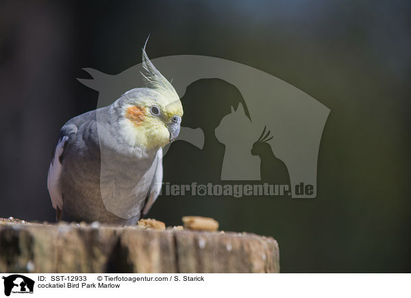 cockatiel Bird Park Marlow / SST-12933
