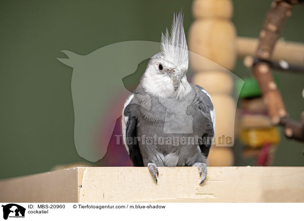 Nymphensittich / cockatiel / MBS-20960