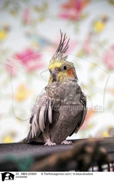 cockatiel / MBS-20964