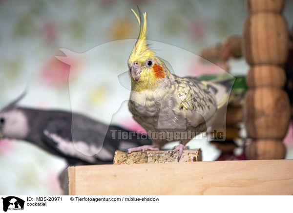 Nymphensittich / cockatiel / MBS-20971