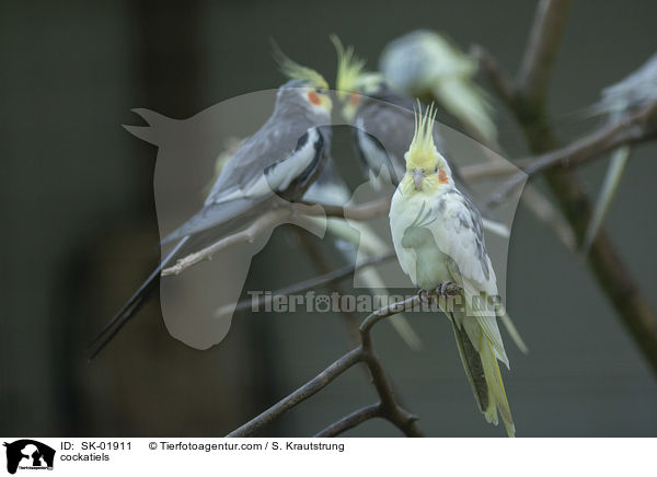 Nymphensittiche / cockatiels / SK-01911