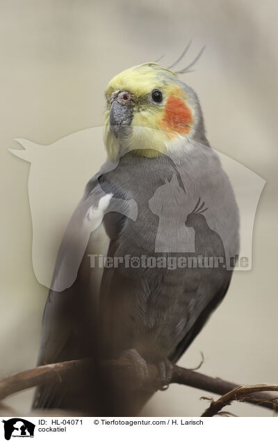 Nymphensittich / cockatiel / HL-04071