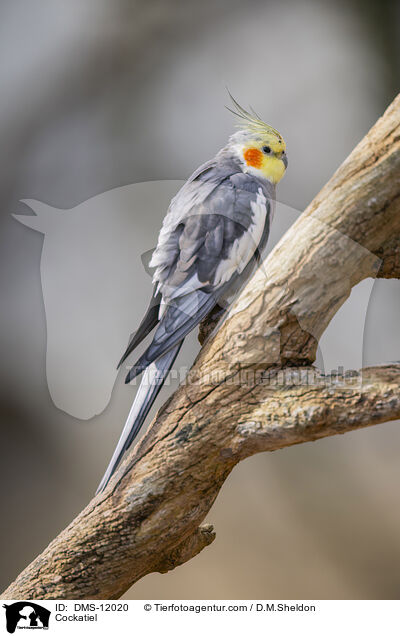 Cockatiel / DMS-12020