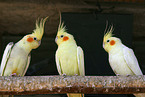 3 cockatiels