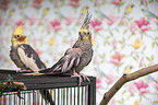 cockatiel