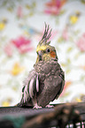 cockatiel