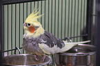 cockatiel