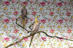 cockatiel
