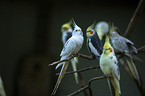 cockatiels