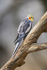 Cockatiel