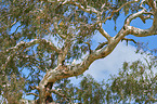 cockatoo