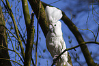 cockatoo