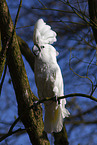 cockatoo
