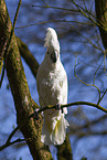 cockatoo