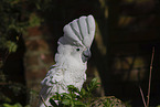 cockatoo