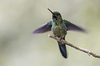 hummingbird