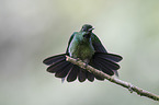 hummingbird