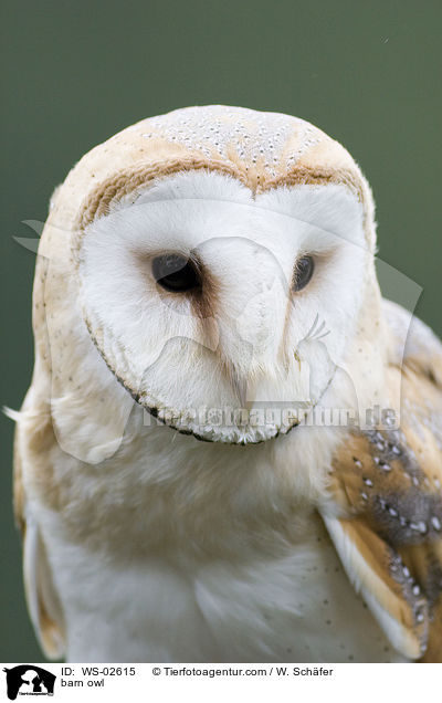 Schleiereule / barn owl / WS-02615
