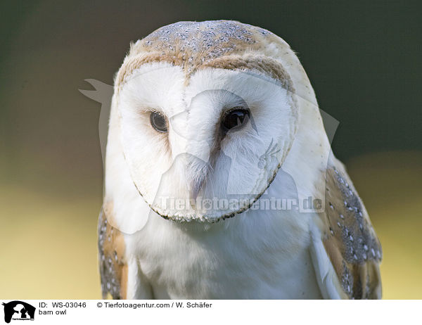 barn owl / WS-03046