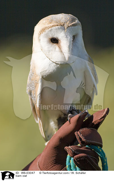 barn owl / WS-03047