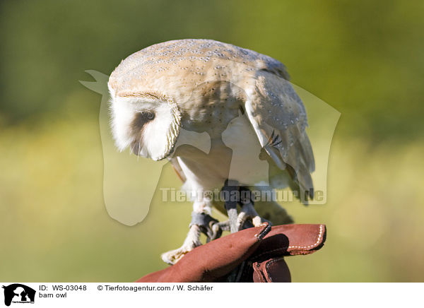 barn owl / WS-03048