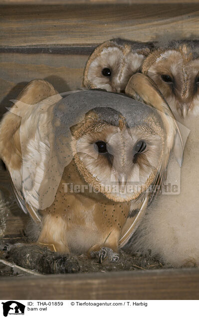 Schleiereule / barn owl / THA-01859