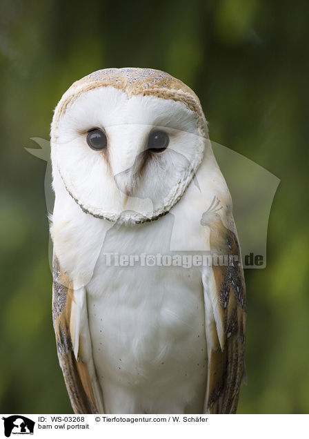 barn owl portrait / WS-03268