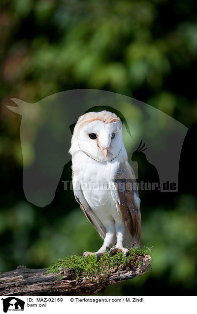 barn owl / MAZ-02169
