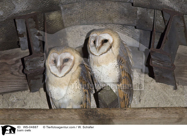 barn owls / WS-04887