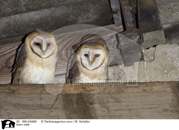 barn owls / WS-04888