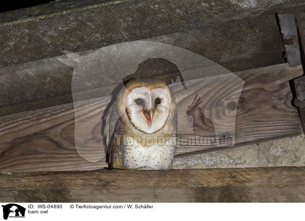 barn owl / WS-04890