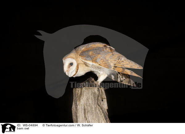 barn owl / WS-04894