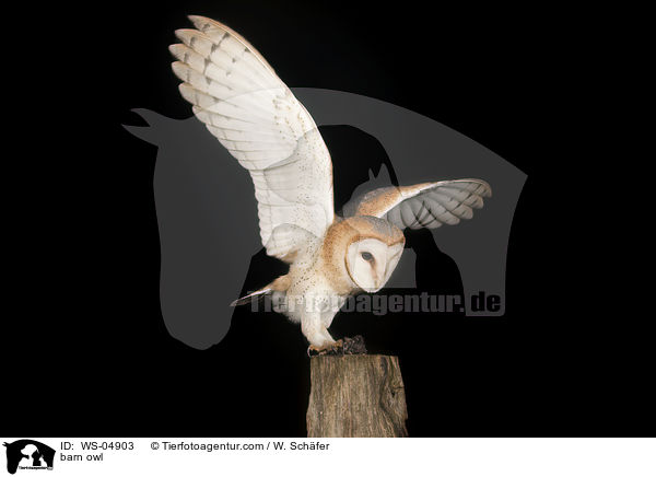 barn owl / WS-04903