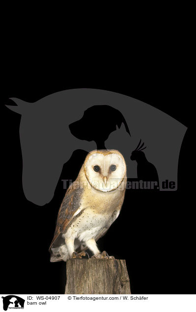 barn owl / WS-04907