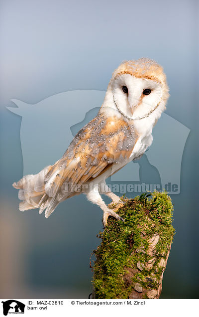 barn owl / MAZ-03810