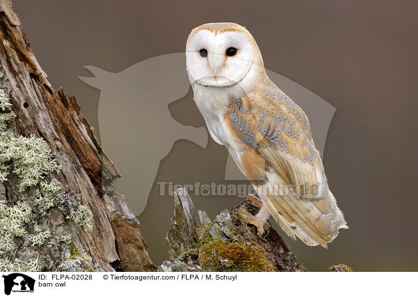 barn owl / FLPA-02028