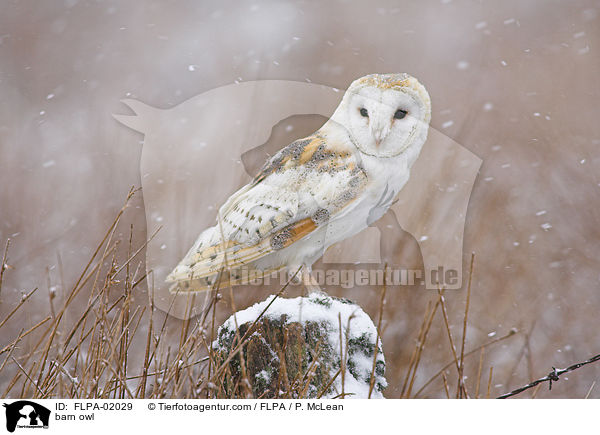barn owl / FLPA-02029